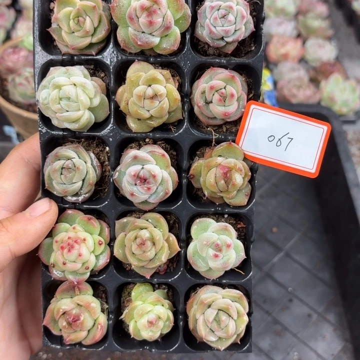 精品直播一物一拍067