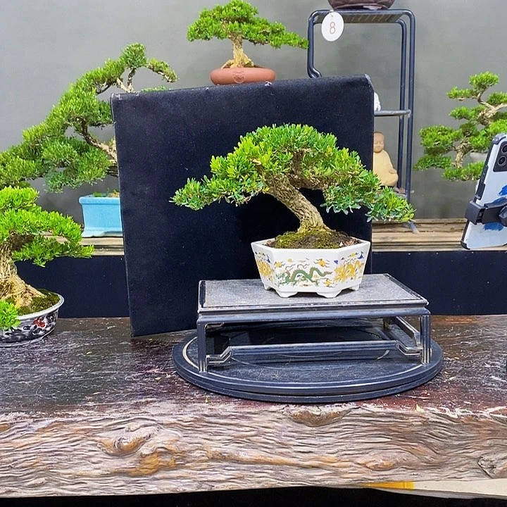 无花朵黄杨盆景四季常青