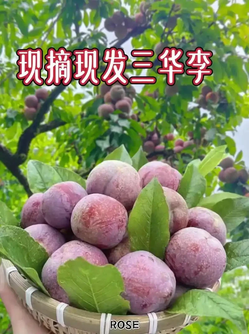 广东茂名信宜市钱排银妃三华李新鲜采摘现摘现发顺丰包邮