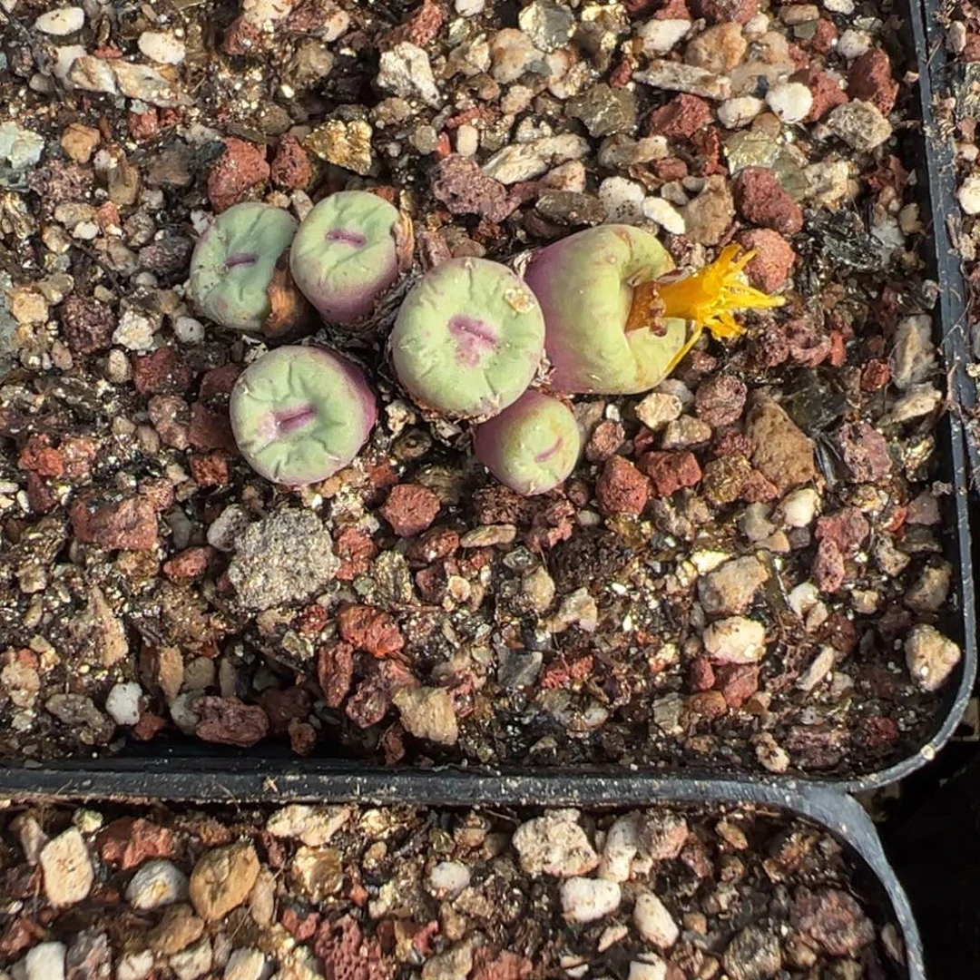 B***一17-124肉锥多肉植物，