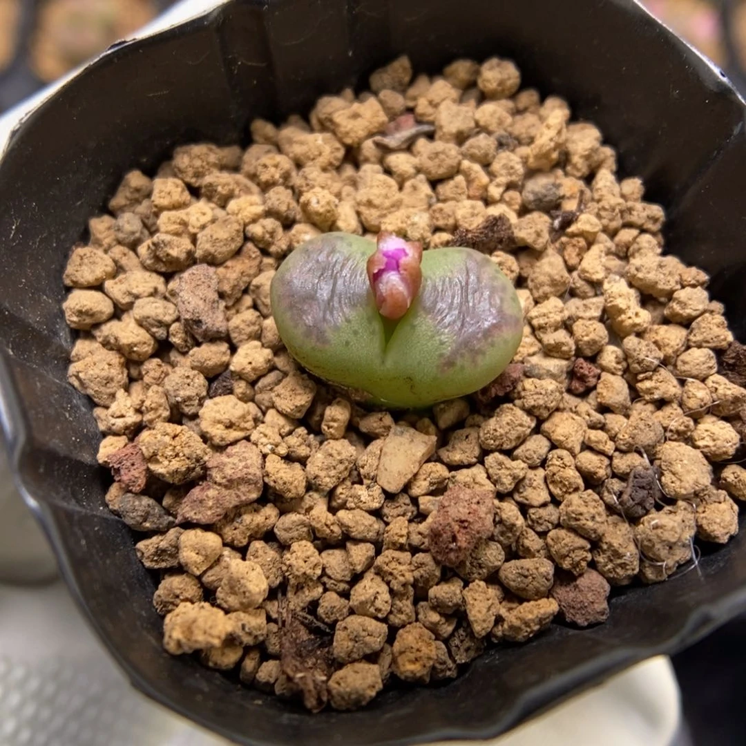 多肉植物肉锥杂交K-3700 风铃杂