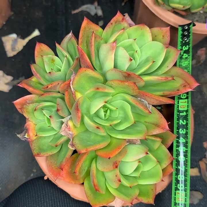 腾云065 多肉植物一物一拍