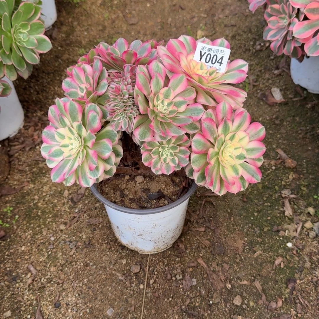 004倾城缀化官服22左右2