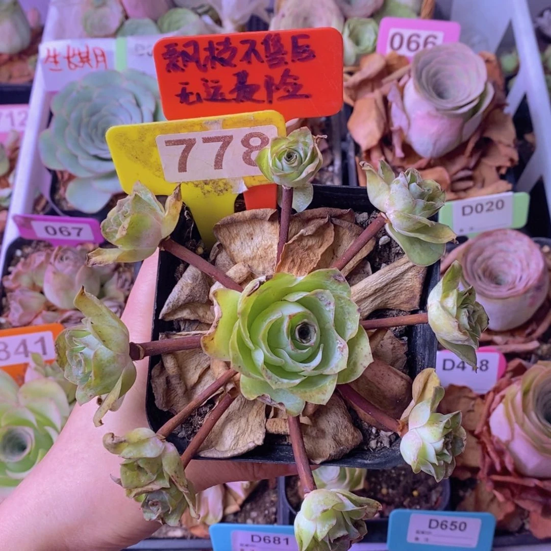 飘枝玫瑰一物一拍778