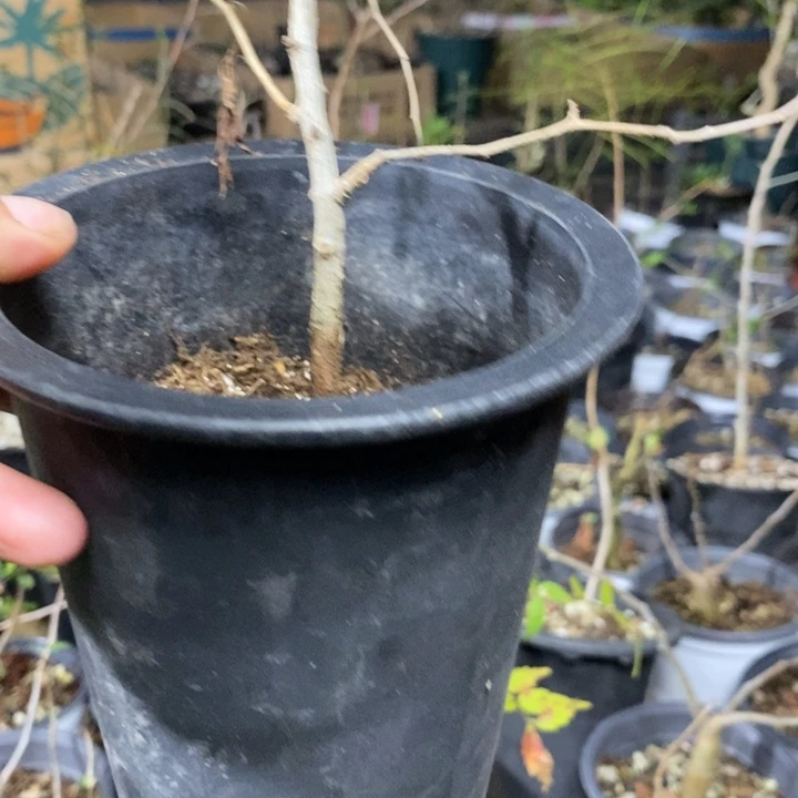 用***4象足带盆土发货植物
