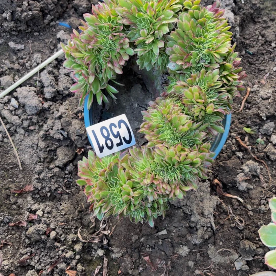 海王法师16/—-4包邮