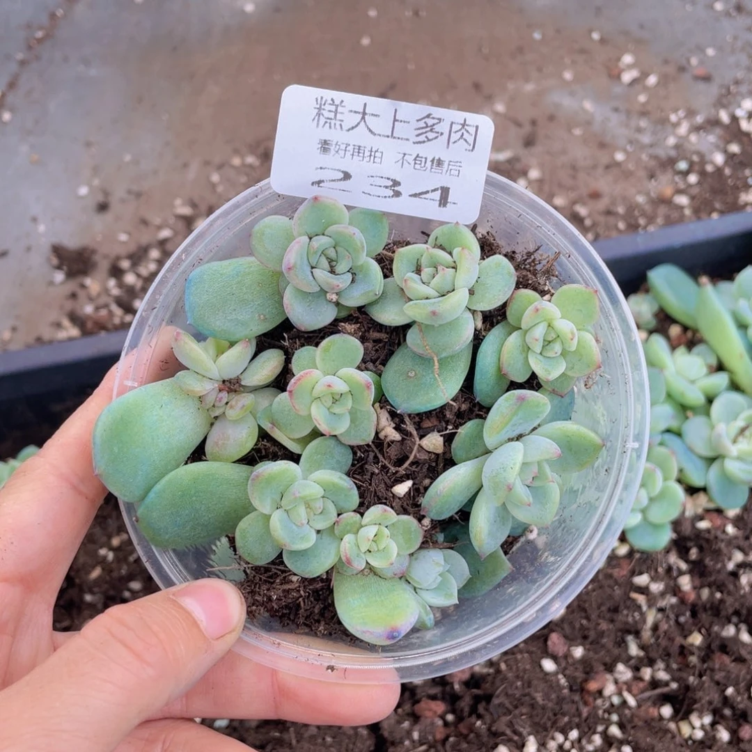 糕大上多肉植物234