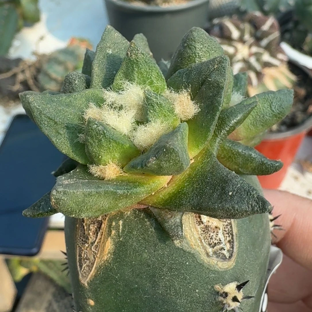 【闪购商品】苗接三头龙角838