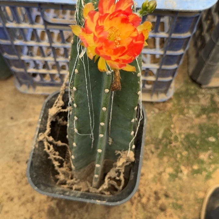 329量天尺嫁接丽花脱土斑掰花