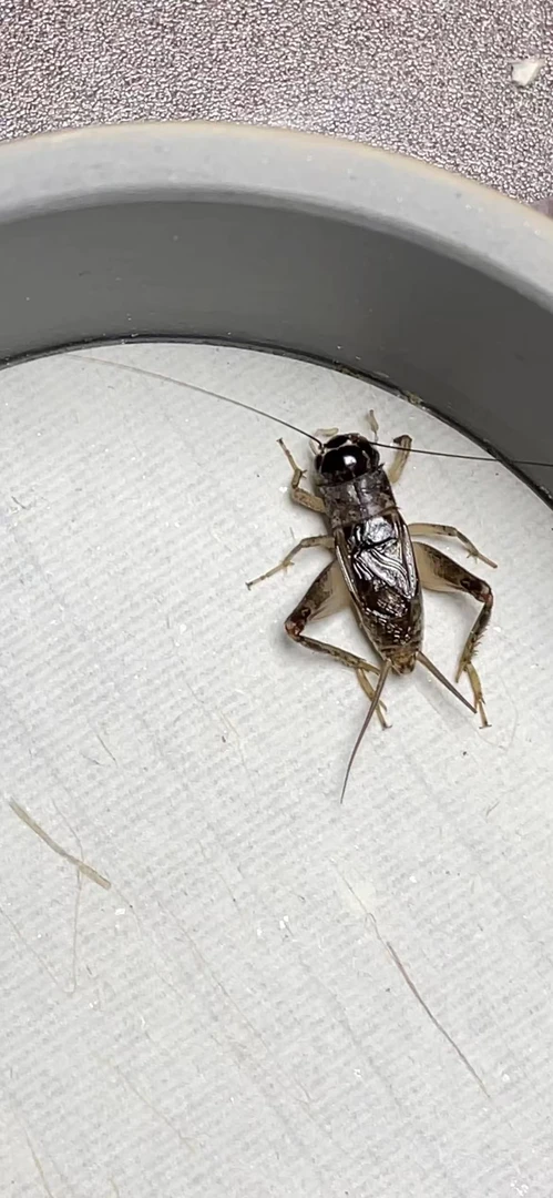 三秋雅趣食品蟋蟀