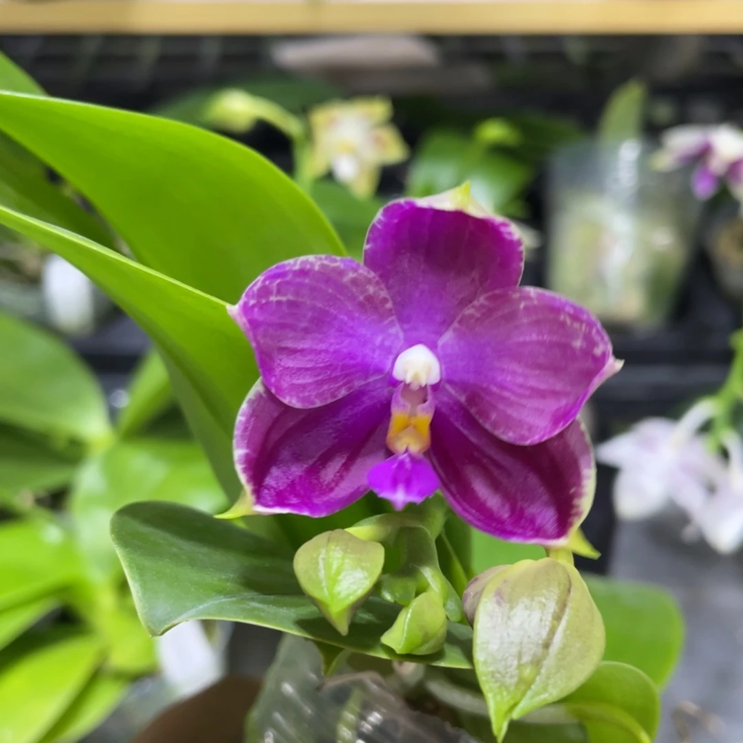 完全开放111111111111