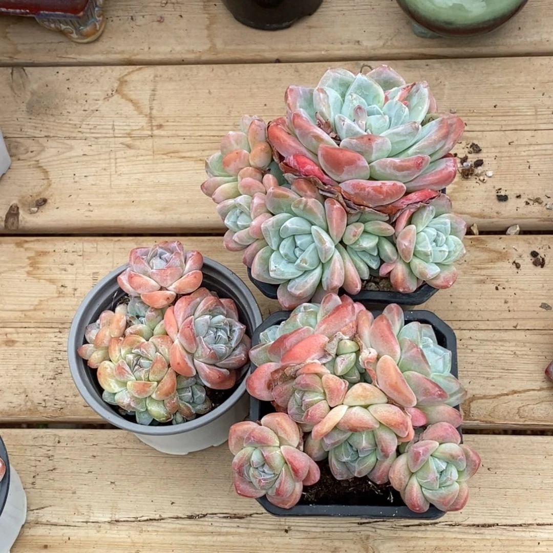 会****年哈哈哈哈哈哈哈哈