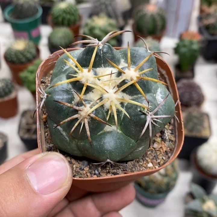 实生安宅象牙特价