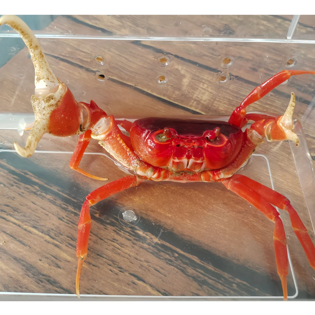 越南勾手蟹红色勾手大勾手淡水大钳子螃蟹宠物观赏蟹