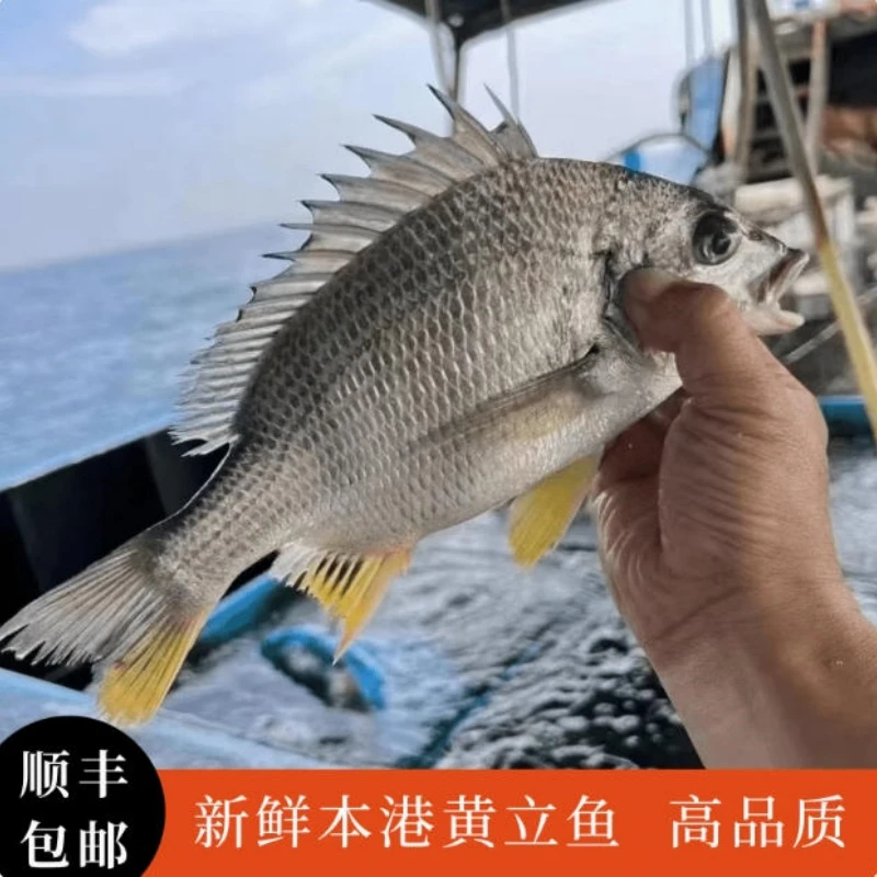 海哥鲜速达 黄翅鱼2-3条/斤*3斤 黄脚立鱼企沙渔港 顺丰冷链