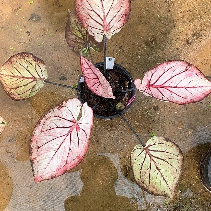 581-0205 泰国彩叶