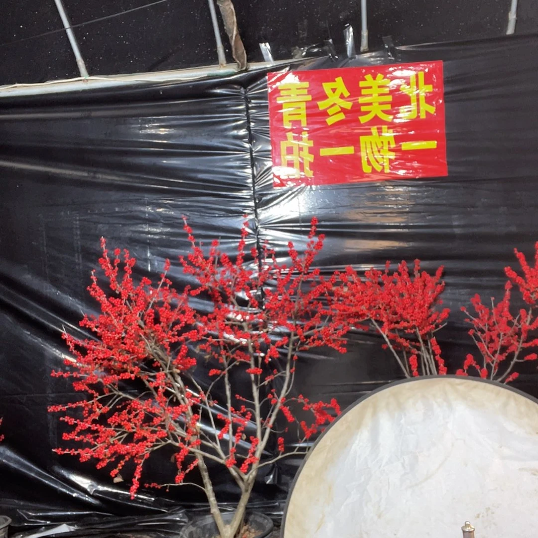 琴***萫无花朵哥哥哥哥哈哈哈哈