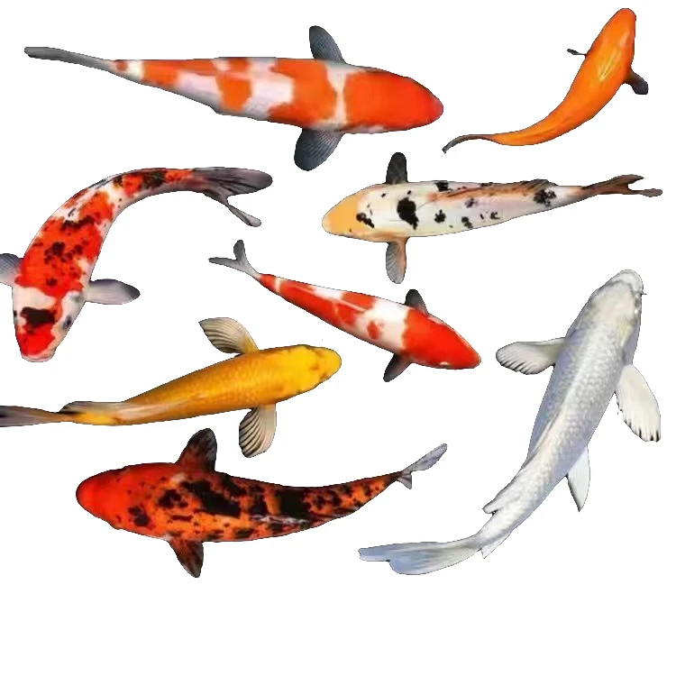 精品锦鲤11111花色好养耐活冷水小鱼苗淡水鱼耐寒冷