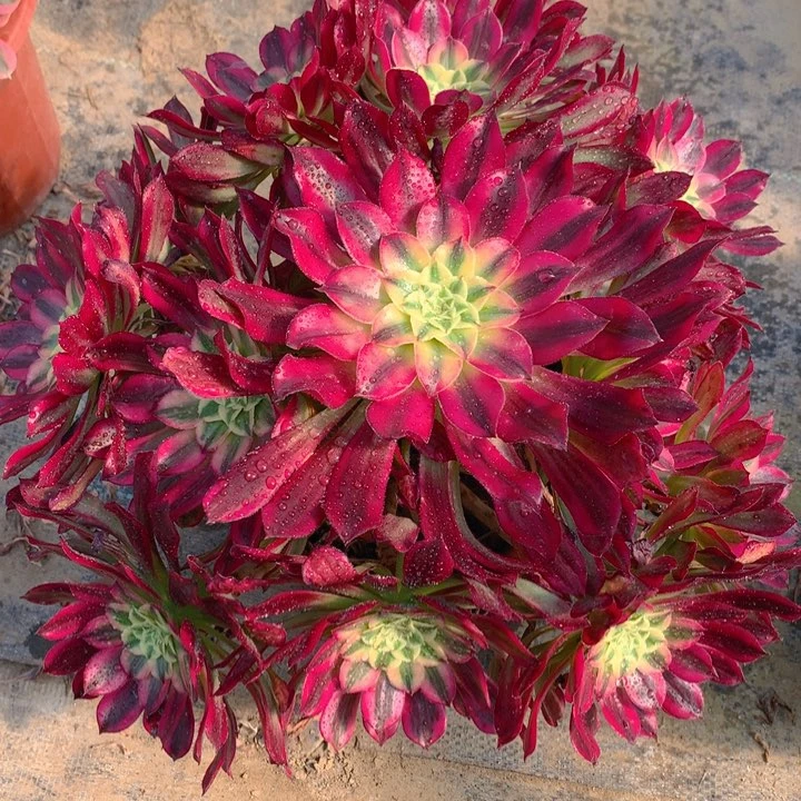 42天合精品法师多肉