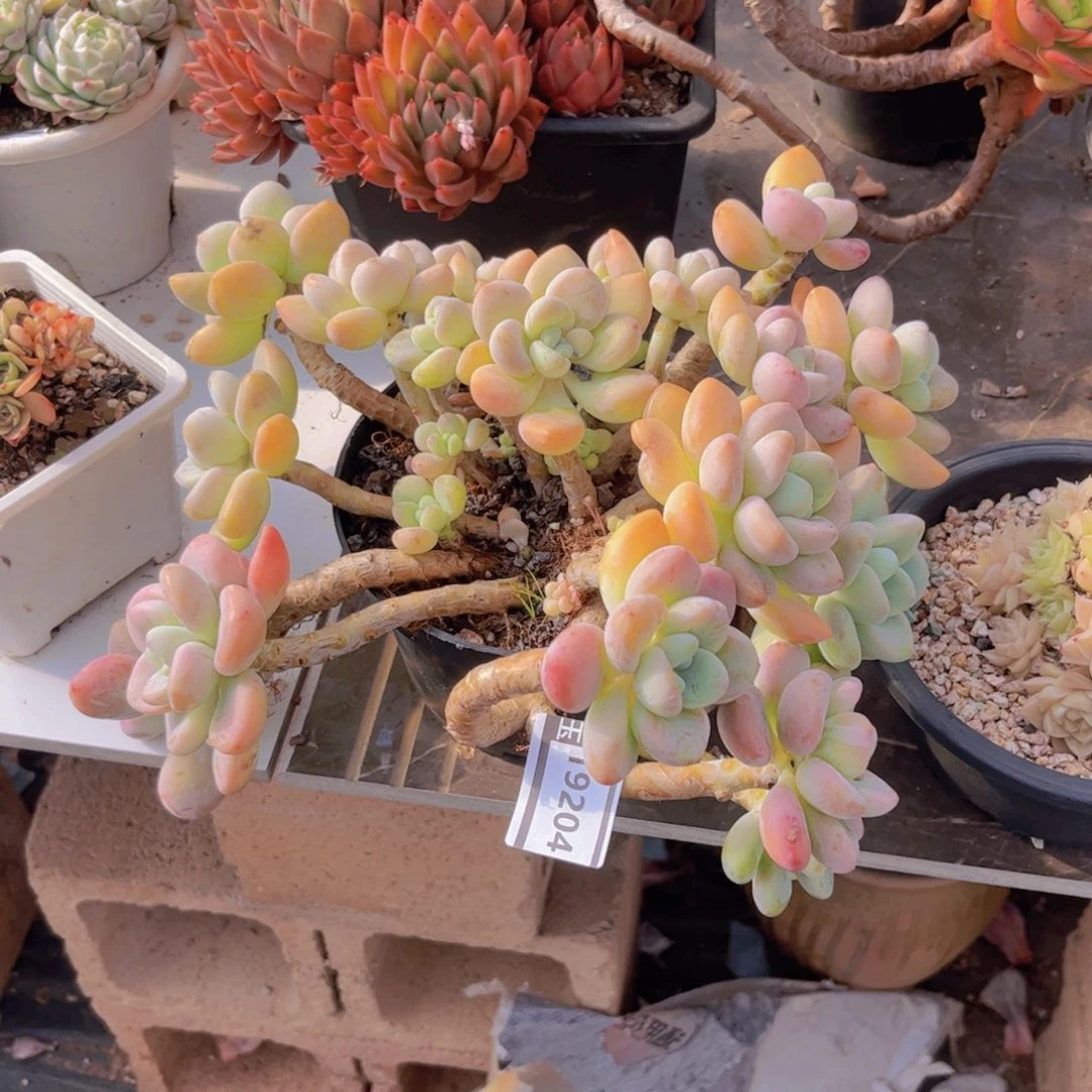 洛神多肉植物19204