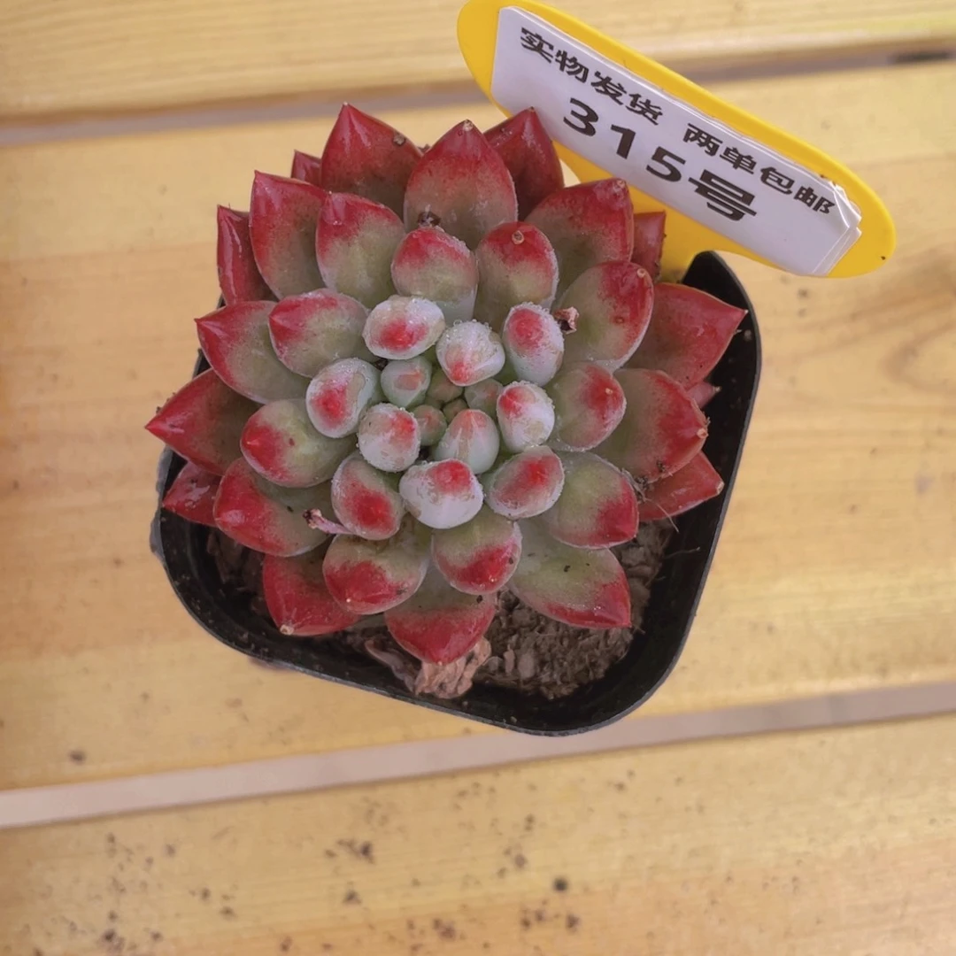 315号 金鱼姬车厘子单头一个