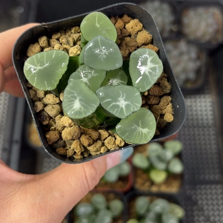 望乡万象多肉植物