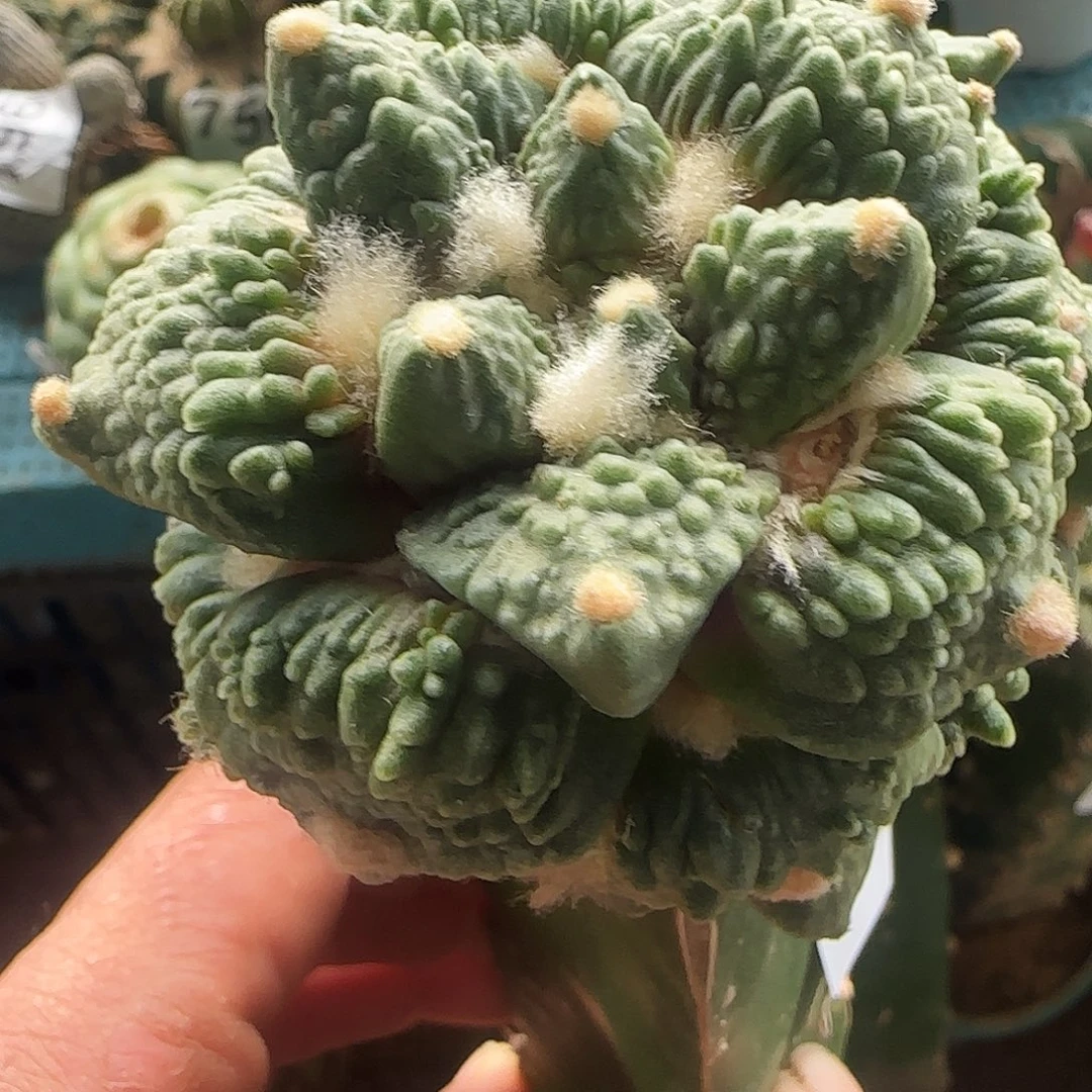 满叶怒涛777仙人球开花