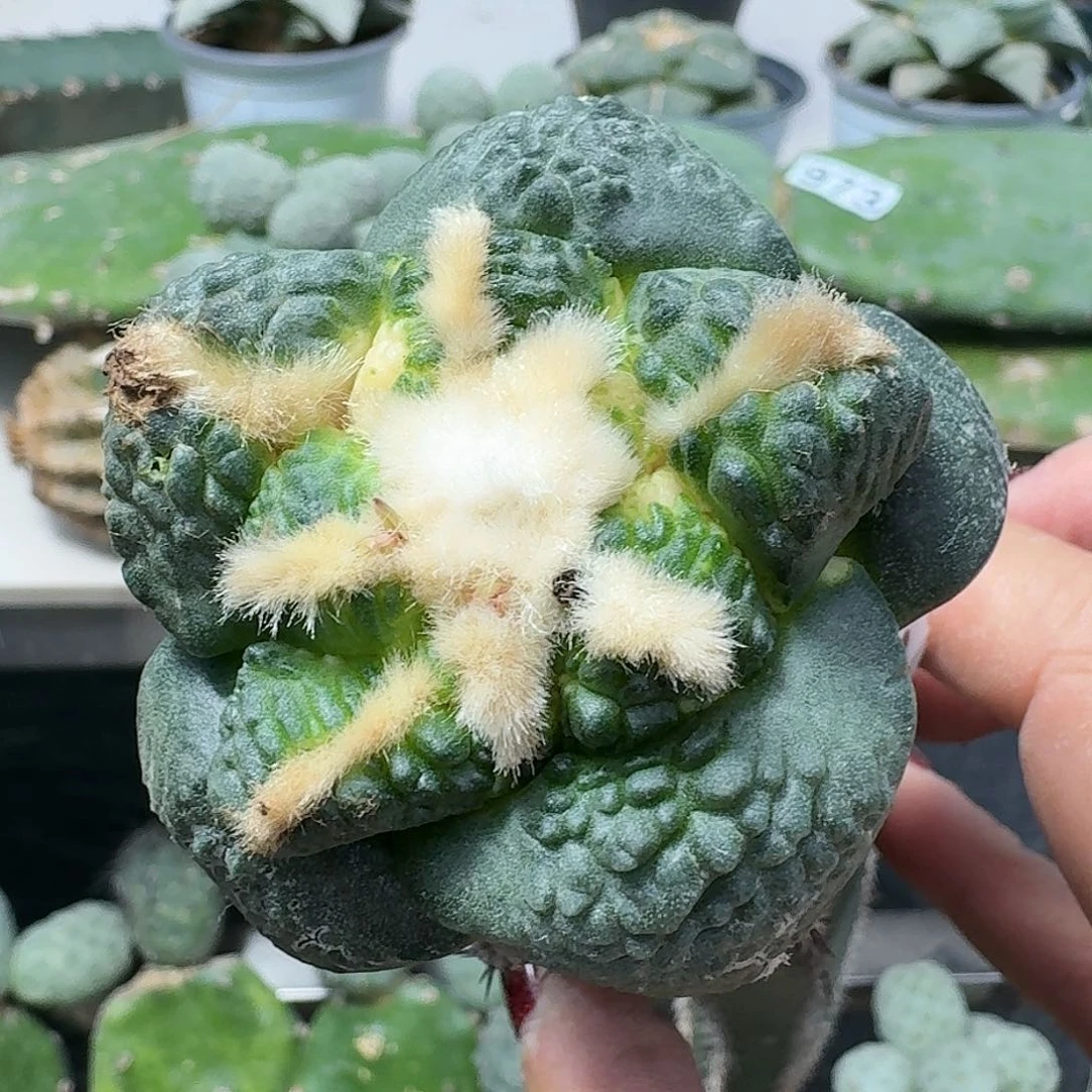 【闪购商品】无花朵纯种大尤连山024