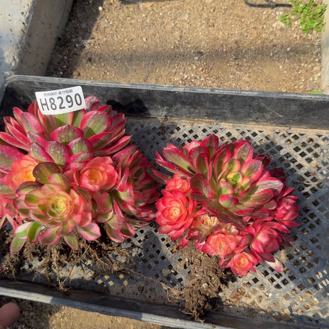 8290荔枝。多肉植物