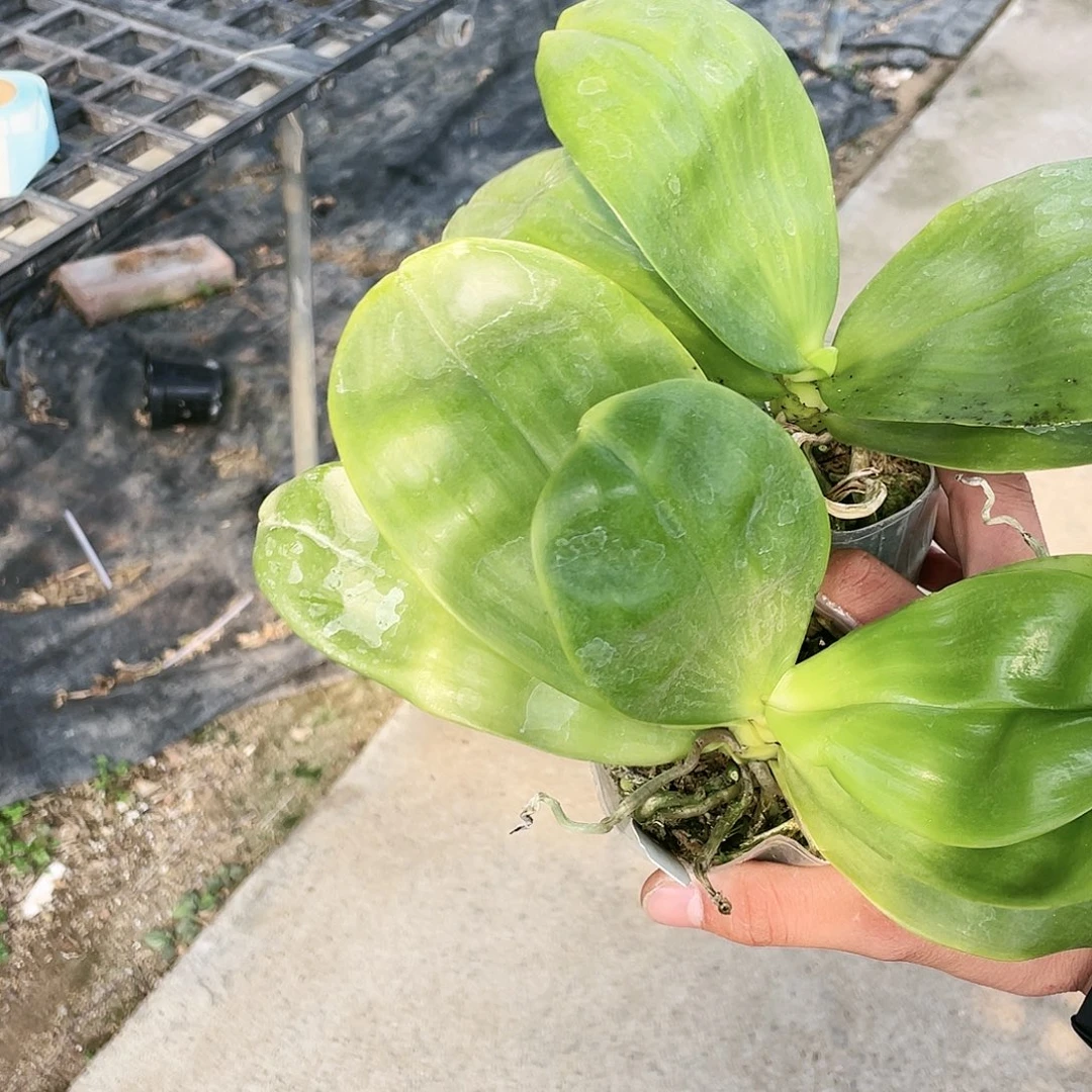 蜜****当前无花栽培后可以开花