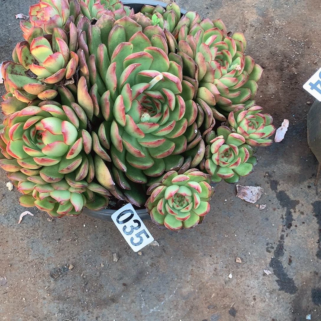 35保利一物一拍多肉