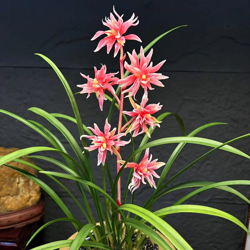 凤舞九天 名贵奇花之首 高端兰花 开花非常香 好养绿植花卉