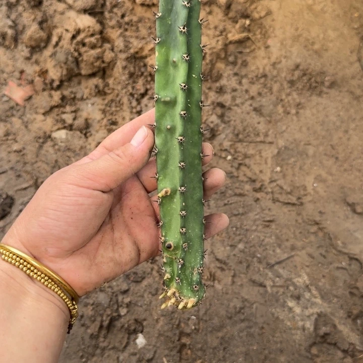 黑刺不好带气根2个15公分左右斑