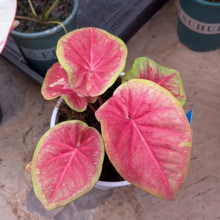 金勺子泰国彩叶芋07-1017