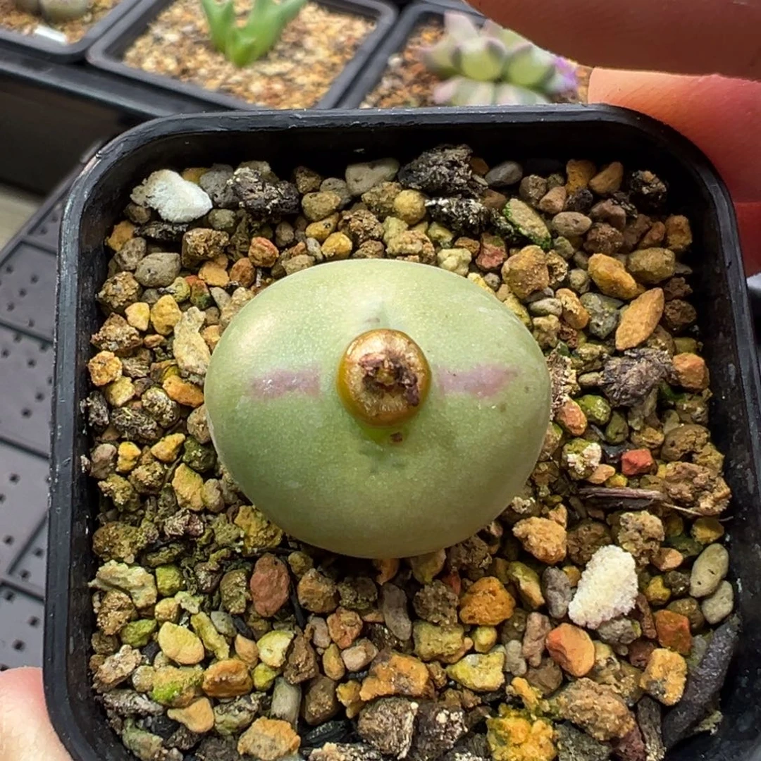 172多肉单头优选将杂一棵特