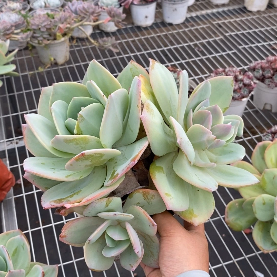 2393白凤多头一物一拍