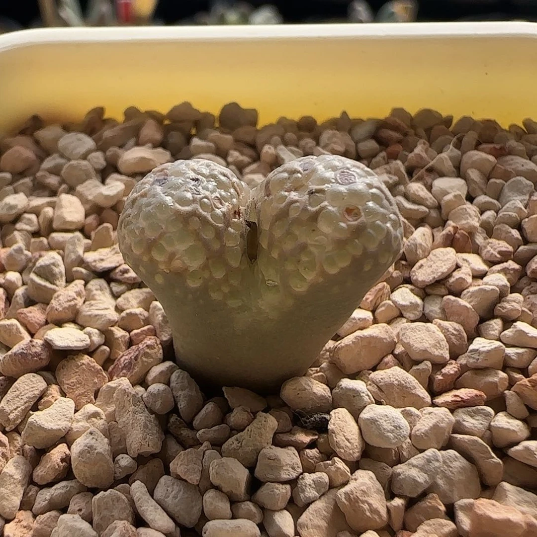 无花朵大型泡泡勋章