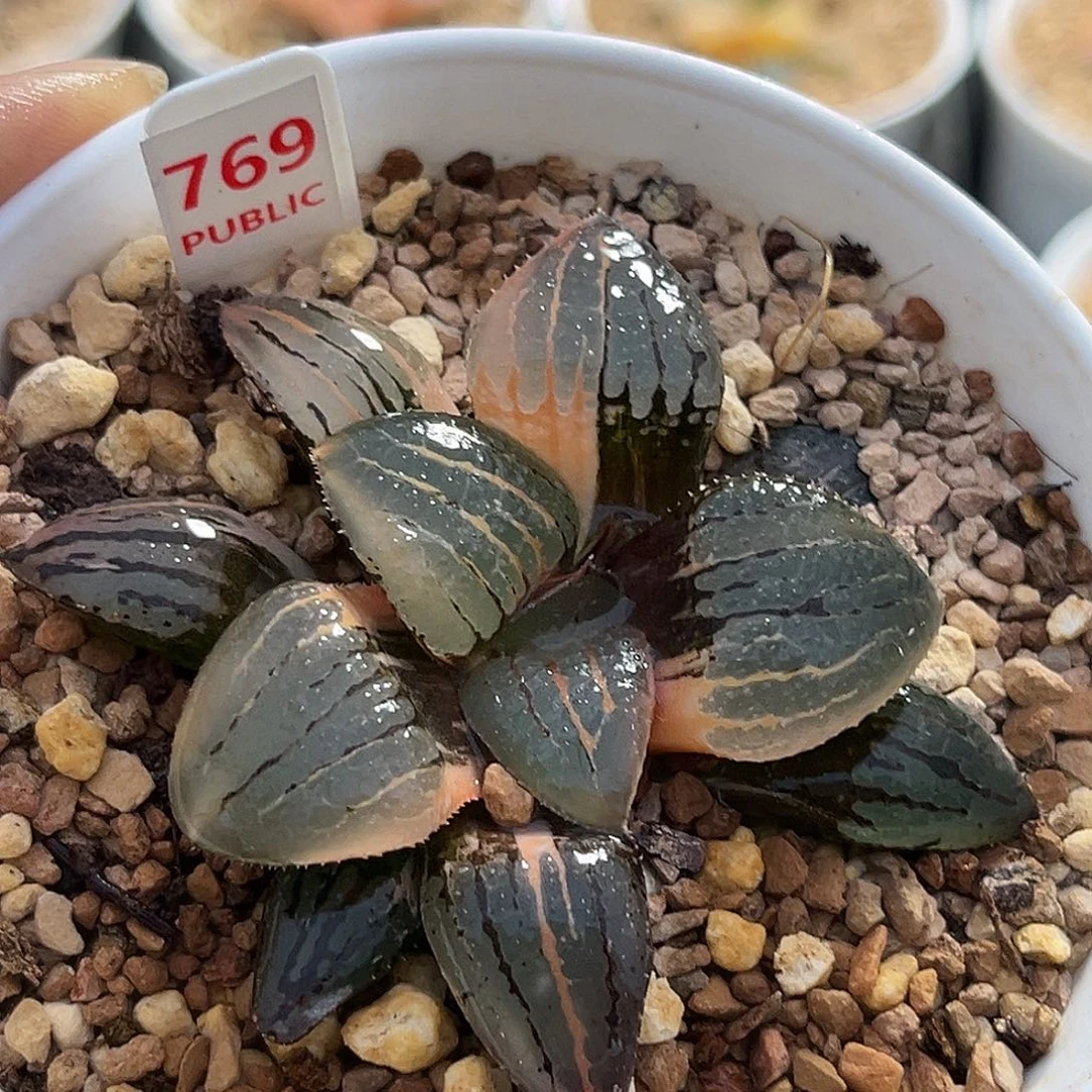 769亲之姬寿锦一物一图