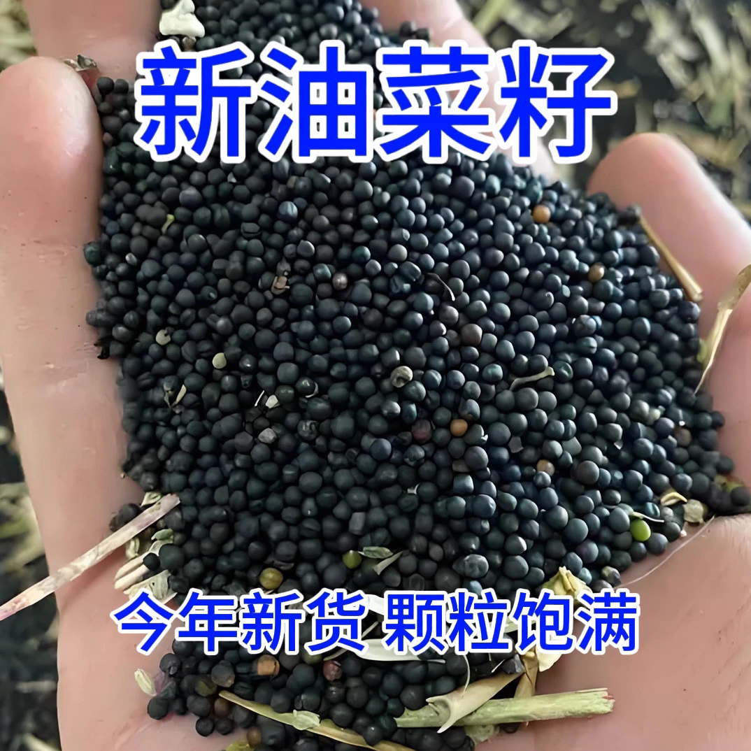 【菜籽】现场赶集采购自种农户新菜籽