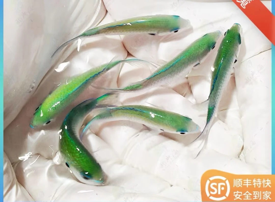 青魔海水鱼魔类观赏海缸海水缸新手入门推荐顺丰空运特快发货
