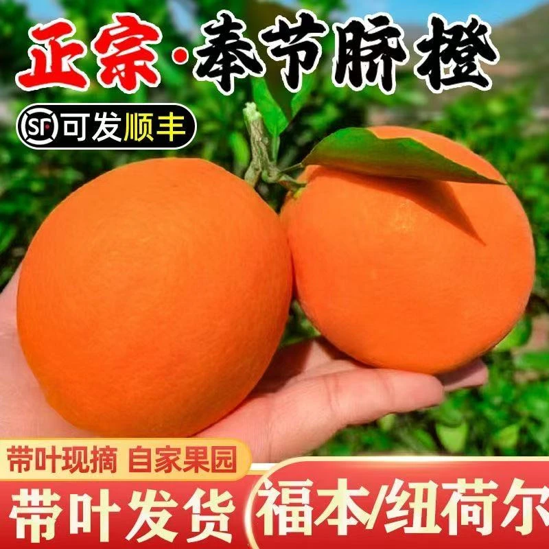 【顺丰次日达】正宗奉节脐橙 春橙72-1橙子 自家果园 现摘现发 爆甜多汁