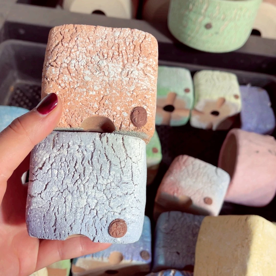 稻***米83号带盆盆包邮发货