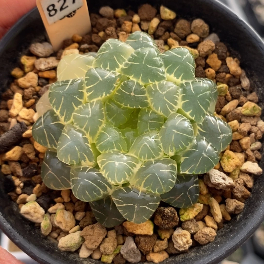 827湖斑湖水玉露锦一物一图