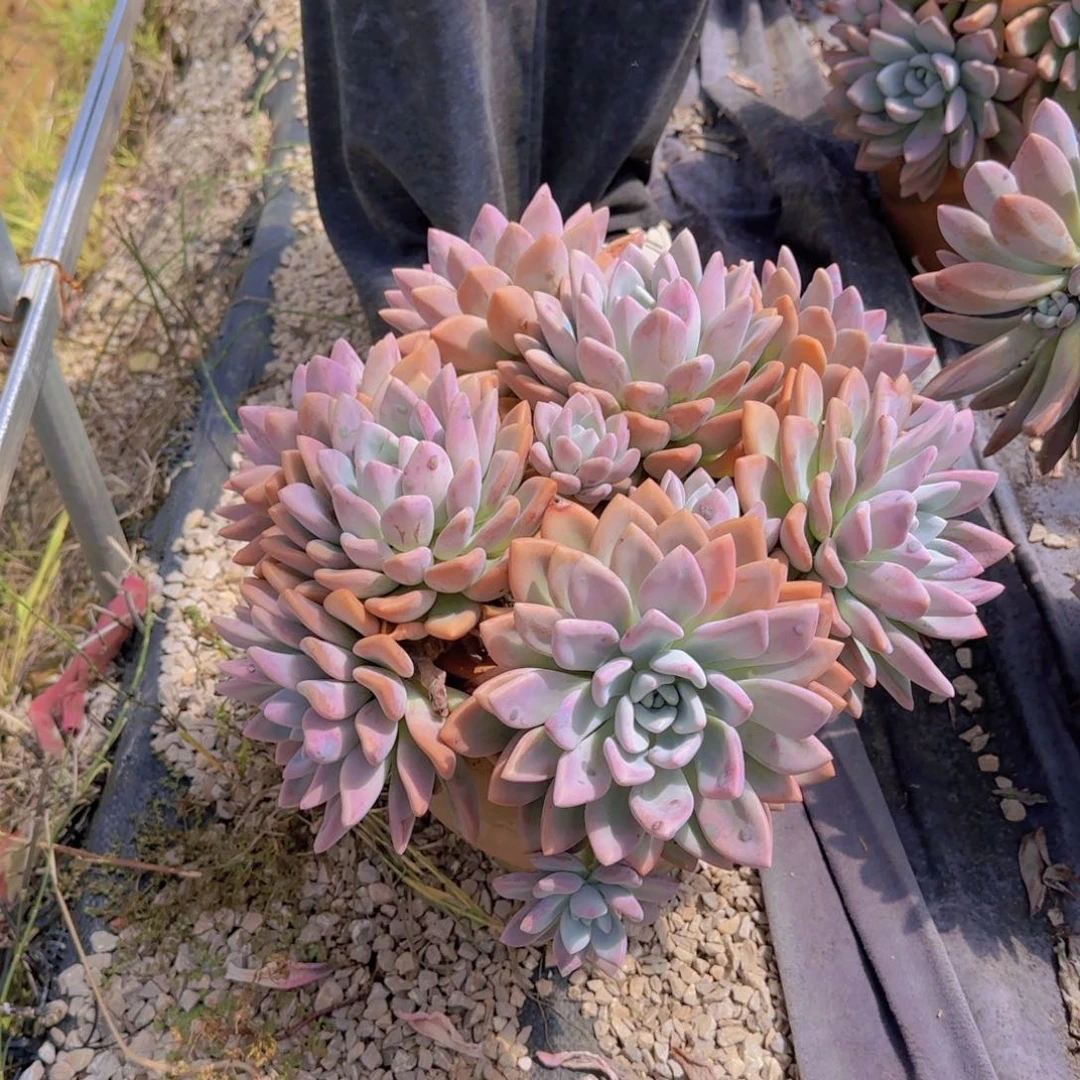5号奥普多肉植物物流