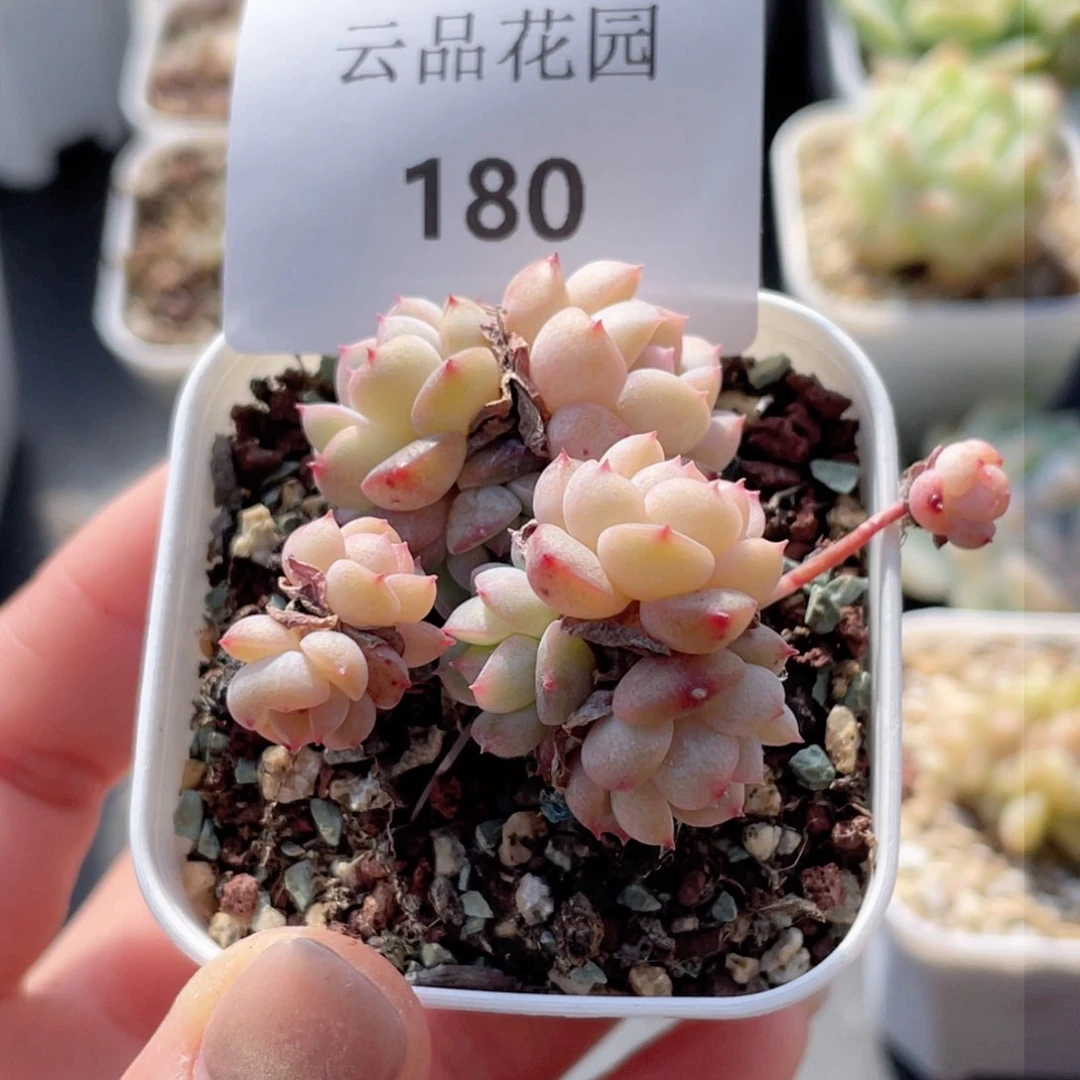 肉**?180号糖心冰心珍妮 有砍