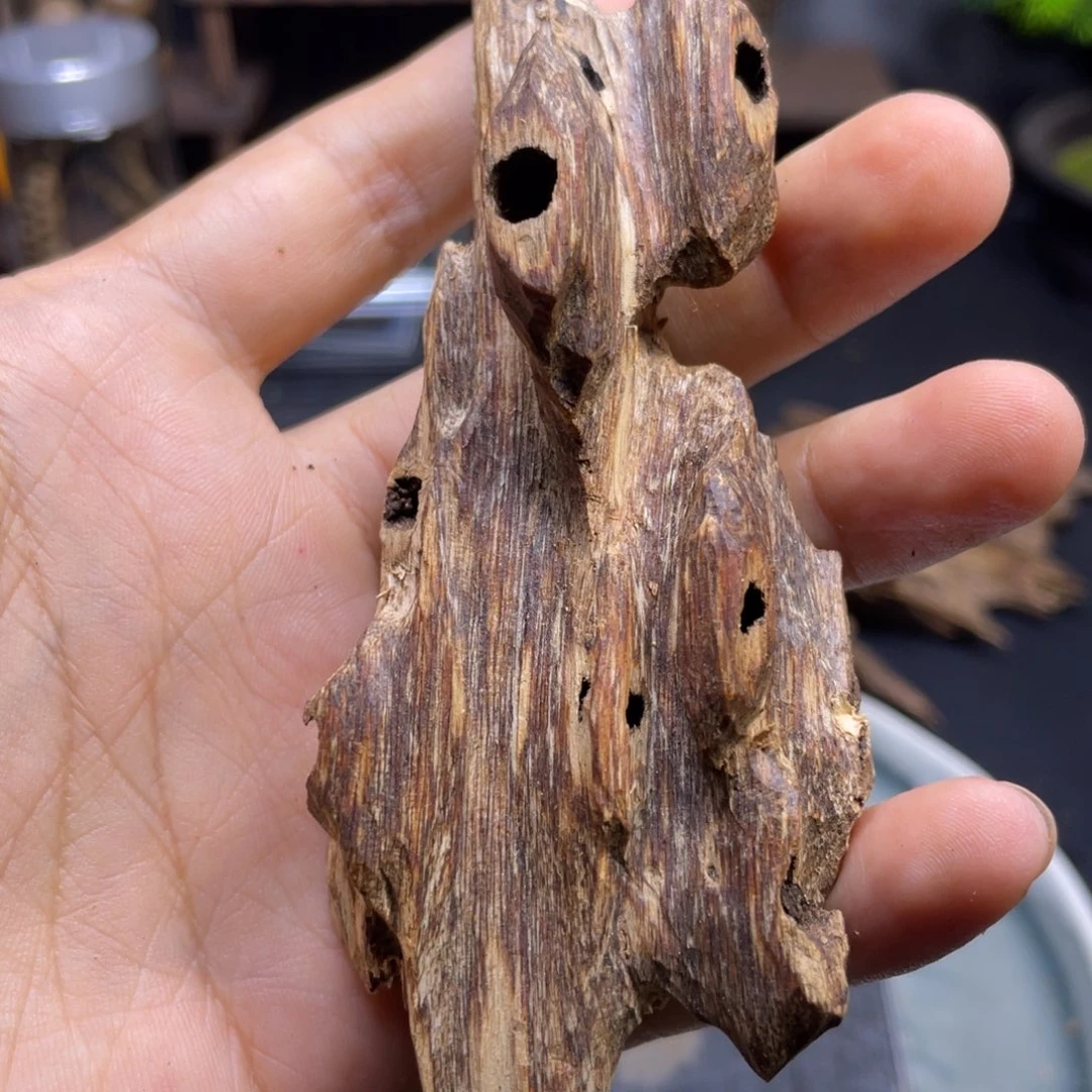 非洲檀香无事牌16克虫漏