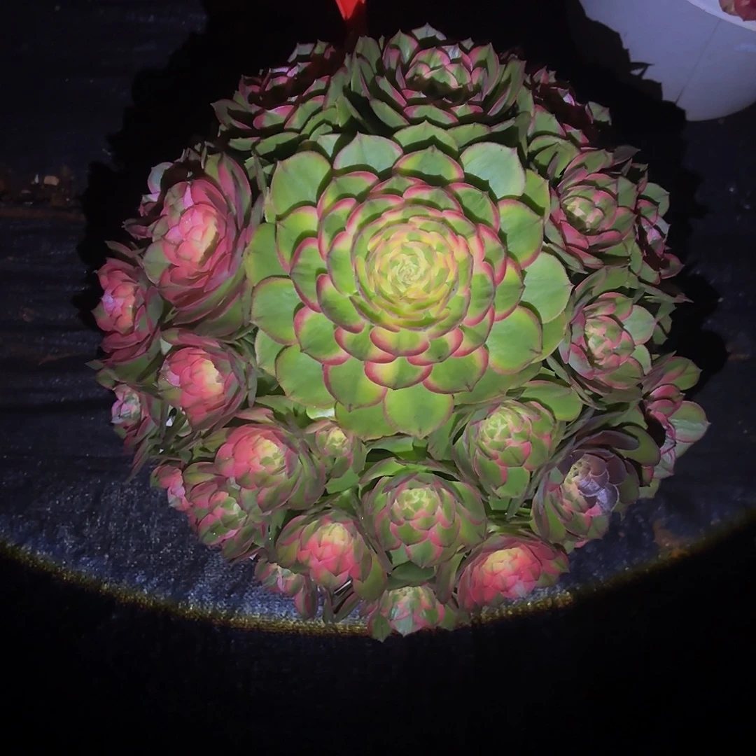 红****海王多肉植物一颗