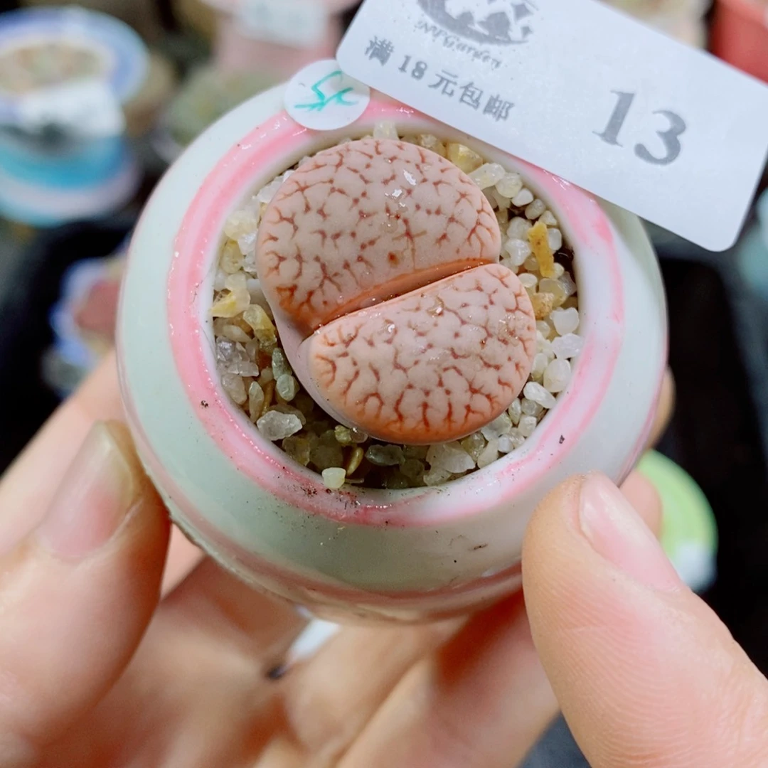 花**姨其实哈哈哈哈哈哈哈哈哈13
