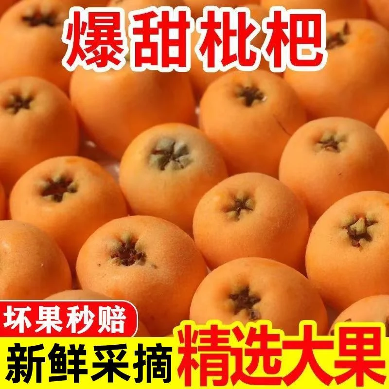 【现摘现发】正宗资中甘露高山老树五星枇杷鲜果水果