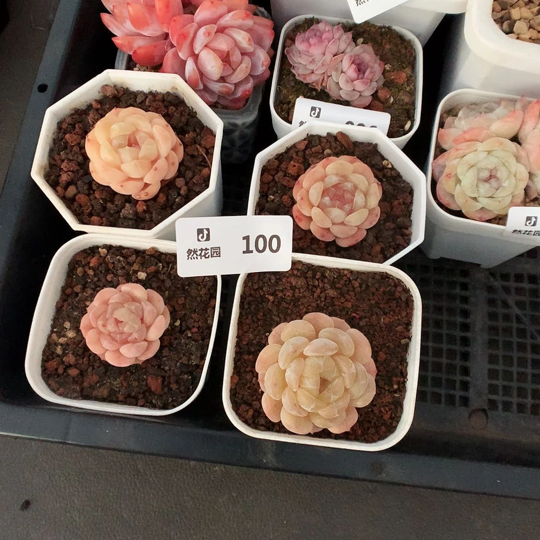 100白恋4颗多肉植物6666